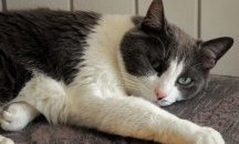 Котарак измина 300 км, за да се върне в родния си дом