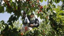 Гражданин на Кашмир бере череши от дърво в овощната градина в покрайнините на Шринагар, лятната столица на индийския Кашмир. 