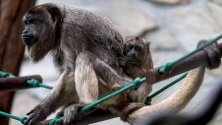 Триседмична черна маймуна (Alouatta caraya) с майка си в зоопарка във Вроцлав, Полша. Тези животни са вид, застрашен от изчезване.