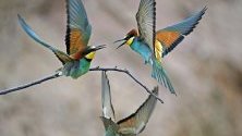 Три пчелояди (Merops apiaster) в битка на клон в Lambsheim, Германия. Пчелоядът е с размери около 28 см и е една от най-колоритните птици в Европа.