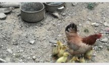 Кокошка излюпи патенца в родопско село