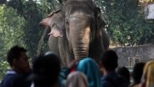 Посетители в зоологическа градина застанали около слон в зоологическата градина Рагунан в Джакарта, Индонезия по случай края на свещения месец Рамадан. 