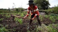 Ангелина Алтамирано, на 76 години, работи върху земеделски култури по време на интервю в село Плазуела, Еквадор. Плазуела е малко селско селище в Андите в Еквадор, в сърцето на кантона Пиларо в провинция Тунгурауа, обитавана от дузина възрастни жени, които не са склонни да напуснат тази тиха и студена земя. 