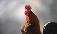 Петел отива на съд във Франция