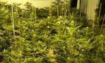 Разкриха две наркооранжерии в столицата 