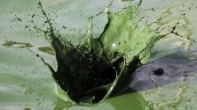 Зелени разлагащи се водорасли се виждат във водите на езерото Лагуна във Филипините.Според екологичните експерти водораслите са полезни за водните популации, тъй като са храна за рибите.