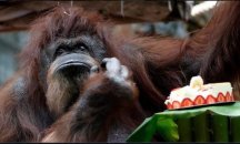 Най-известният орангутан във Франция навърши 50 години