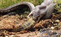 Питон погълна огромен крокодил в Австралия