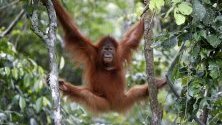 Суматрански орангутан виси от дърво, след като е пуснат от клетка в дивата природа.