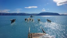Kучета, теглят шейни през разтопен лед по време на експедиция в северозападната част на Гренландия.