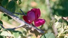 Дамаска роза разцъфтява на полето в село al-Marah, Сирия. Най-висококачествената маслодайна роза в света е внесена от Дамаск, Сирия. От там идва и наименованието й – Дамаска роза.