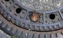 Катеричка се заклещи в капака на шахта в Германия