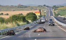 Стадо биволи на пътя прати шофьор в кома