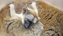 Едномесечен кафяв лемур, намерен на остров Майот ,се е  залепил за майка си в зоопарка Состо в Ниредхаза, североизточна Унгария.