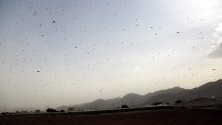 Рояци скакалци летят около селскостопанска зона в централната провинция Dhamar, Йемен.