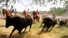 Бикове тичат по време на традиционният  Jueves La Saca в Сория, Испания.