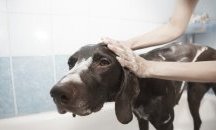 Обществената баня за кучета отвори врати в София