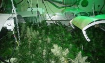 Медицинският канабис привлича силен инвеститорски интерес в Гърция