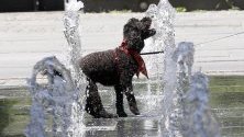 Куче пие вода от малък фонтан в Сараево, Босна и Херцеговина.