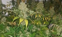 500 кг канабис бяха намерени при спецакция в Благоевградска област