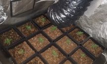 Задържаха варненец за отглеждане и разпространение марихуана