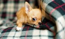 Каква е връзката между кучешкото скимтене и бебешкия плач?