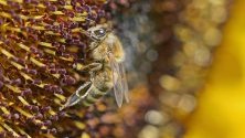 Пчела кацнала върху слънчоглед, Синшайм, Германия.