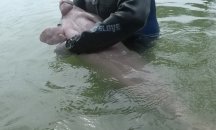 Бебе морска свиня стана сензация в социалните мрежи