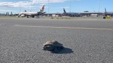Костенурка на пистата на Летище Голд Коуст, Куинсланд, Австралия.