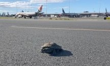Костенурка забави полет на самолет