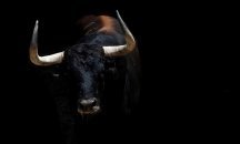 Състезание по укротяване на бикове взе жертва