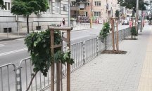 Хулигани унищожиха млади дръвчета в центъра на София