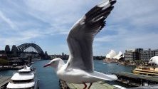 Чайка кацнала на моста на Сидни Харбър, Австралия. Според съобщения в медиите, изследователи са открили, че австралийските чайки са съдържали на патогенни бактерии, устойчиви на антибиотици карбапенем, които се използват като последно средство за лечение на бактериални инфекции.