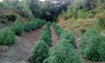 Мъжът, обвинен в притежание на 90 кг марихуана и отглеждане на коноп, остава в ареста