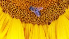 Пчелата събира прашец от слънчоглед в поле близо до Нагиканица, Унгария.