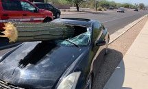 Шофьор остана невредим след сблъсък в огромен кактус