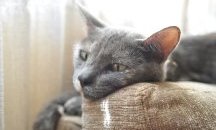 Котка изпрати гола снимка на стопанката си на непознат