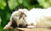 Пращат възрастна жена в затвора заради хранене на бездомни котки