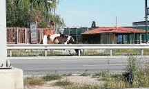 Крави затрудняват движението на околовръстното на ж.к. "Люлин"2