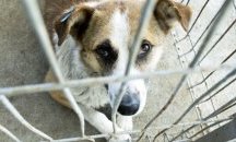 Кастрират бездомни кучета и котки в Кюстендил