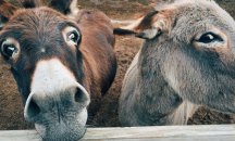 Магаре получи инфаркт и умря заради фойерверките на 4 юли