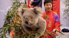 Китаецът Ma Long  позира за снимки с коала по време на световното турне на ITTF Australia Open 2019 в Джилонг, Австралия.