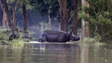 Носорог минава през наводнен участък, за да намери подслон в резерват „Побитора“ в щата Асам, Индия.