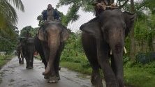 Слонове са преместени след наводнения на безопасно място в  щата Асам, Индия.