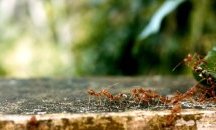 Превръщат ли се насекомите в храната на бъдещето?