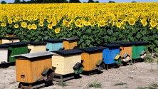 Гледка към цъфнали слънчогледи и пчелни кошери в Grochowce, югоизточна Полша.