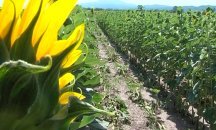 Нарушители продължават да унищожават слънчогледовите ниви в Мъглиж