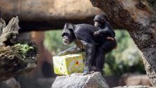 Едногодишно шимпанзе играе по време на първият си рожден ден в  зоопарк Bioparc de Valencia, във Валенсия, Испания.