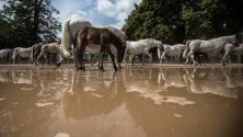 Стадо коне се прибират към конюшните си в Националната ферма за коне в Кладруби на Лабем, Чехия. Това е втората най-стара в света конеразвъдна ферма в Кладруби на Лебем.