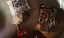 Индиец намери тигрица в леглото си след наводнение